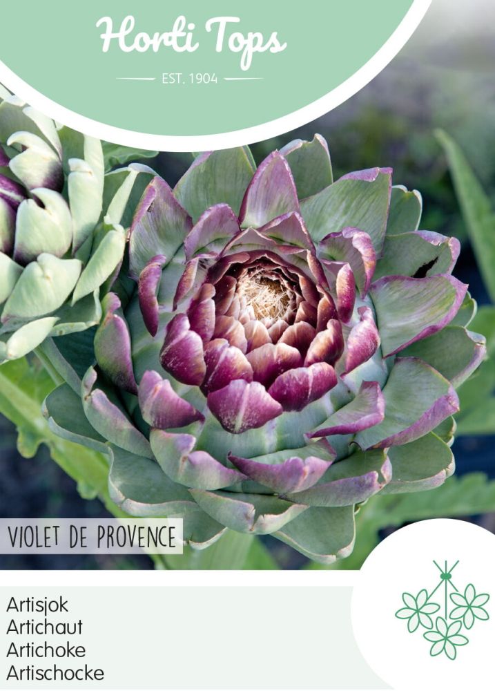 Artischocke, Carciofo Violet de Provence, Cynara cardunculus sub