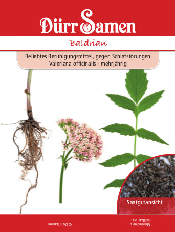 Baldrian, Valeriana officinalis, Samen Dürr