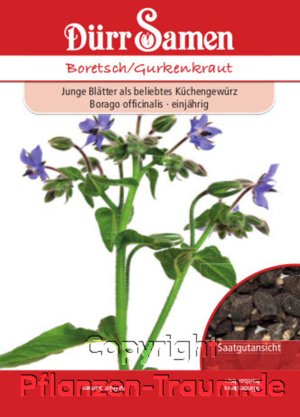 Boretsch, Borretsch, Gurkenkraut, Borago officinalis, Samen Dürr