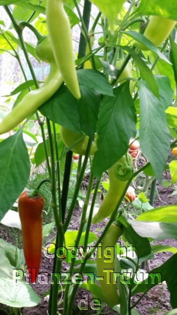 Chili Jungpflanze Bulgarian Carrot Capsicum Annuum Schärfe 7