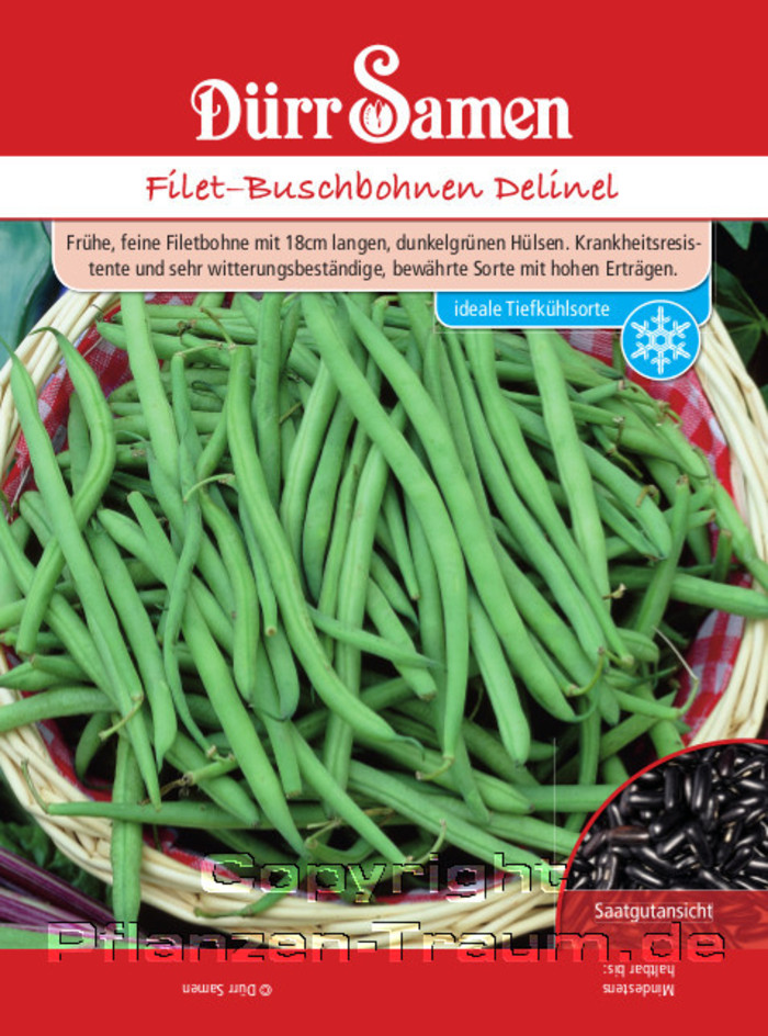 Filet–Buschbohnen Samen Delinel, Phaseolus vulgaris, Samen Dürr