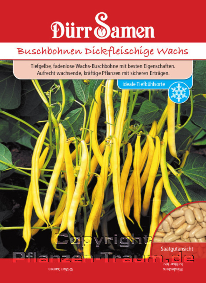 Buschbohnen Samen Dickfleischige Wachs, Phaseolus vulgaris, Same