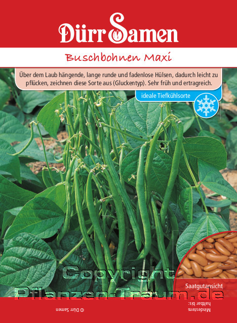 Buschbohnen Samen Maxi, Phaseolus vulgaris, Samen Dürr