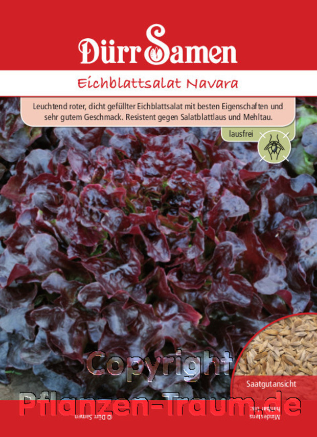 Eichblattsalat Navara, Dürr Samen