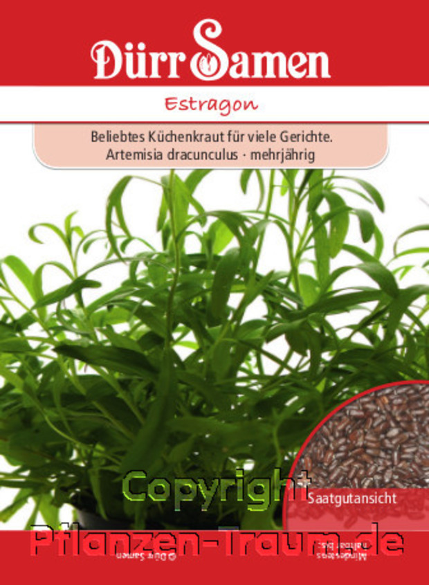 Estragon, Artemisia dracunculus, Samen Dürr