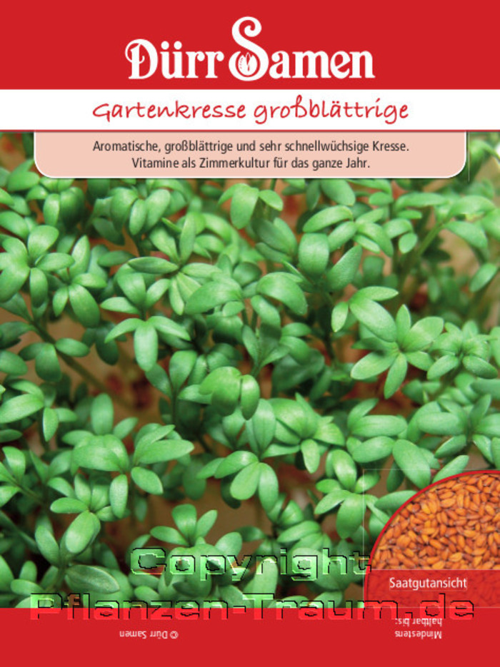 Gartenkresse großblättrige, Samen, Lepidium sativum, Samen Dürr