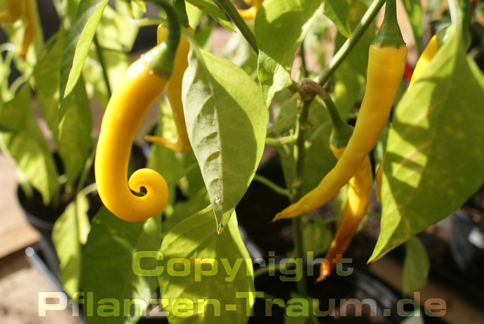 Golden Cayenne Pfeffer Samen Capsicum frutescens Schärfe 7