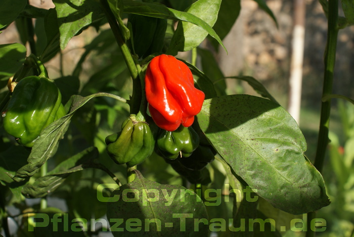 Chili Pflanze Ivorian Pimente Capsicum chinense Schärfe 10+