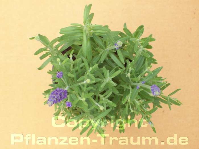 Garten Lavendel Dwarf Blue Lavandula augustifolia