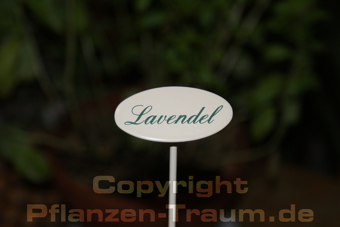 Lavendel, Kräuterstecker Indoor Schild mit Spieß, Pulverbeschich