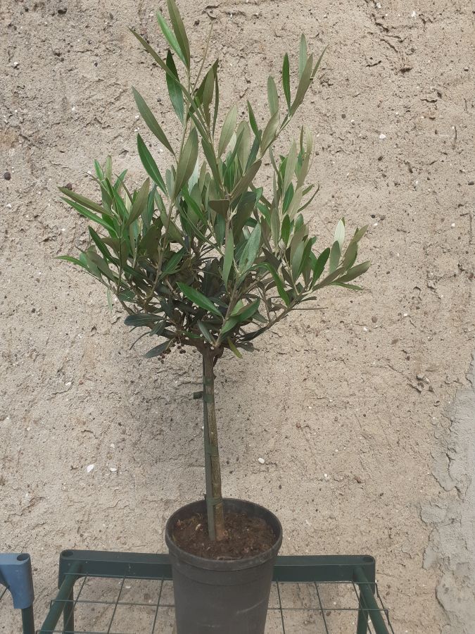 Olivenbaum Olea europaea Halbstamm