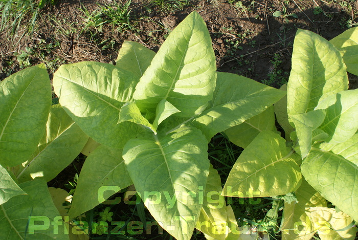 Tabaksamen Burley Panama Nicotiana tabacum