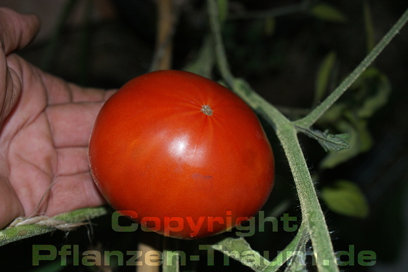 Tomate, Fleischtomate Pantano Jungpflanze