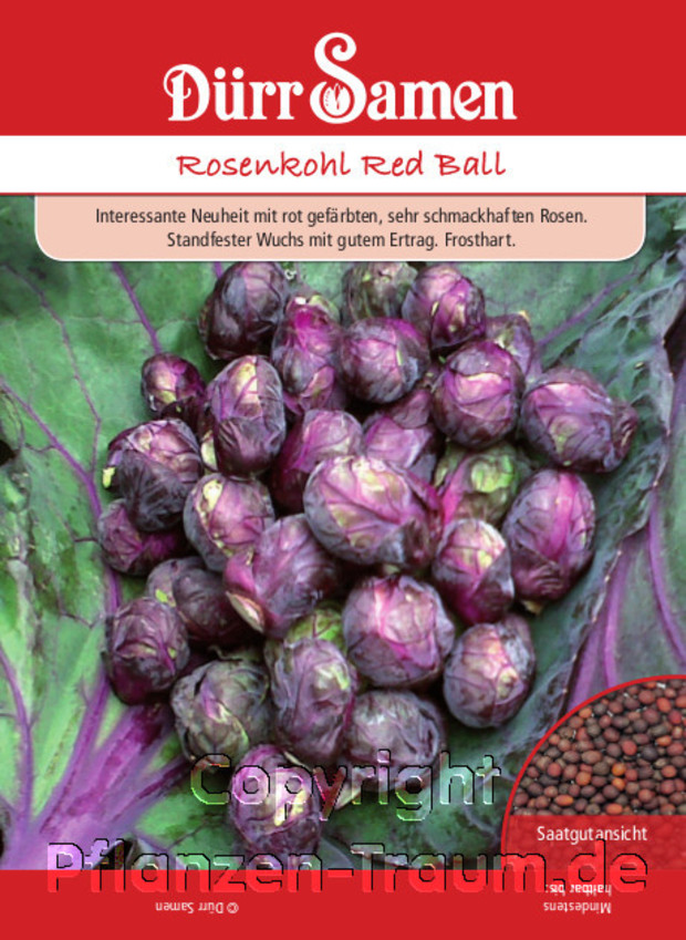 Rosenkohl Red Ball, Brassica oleracea, Samen Dürr