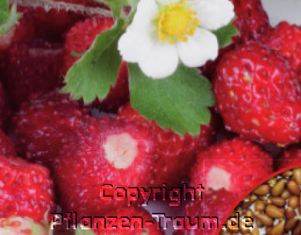 Erdbeeren Samen, Monatserdbeeren · Fragaria vesca, Samen Dürr