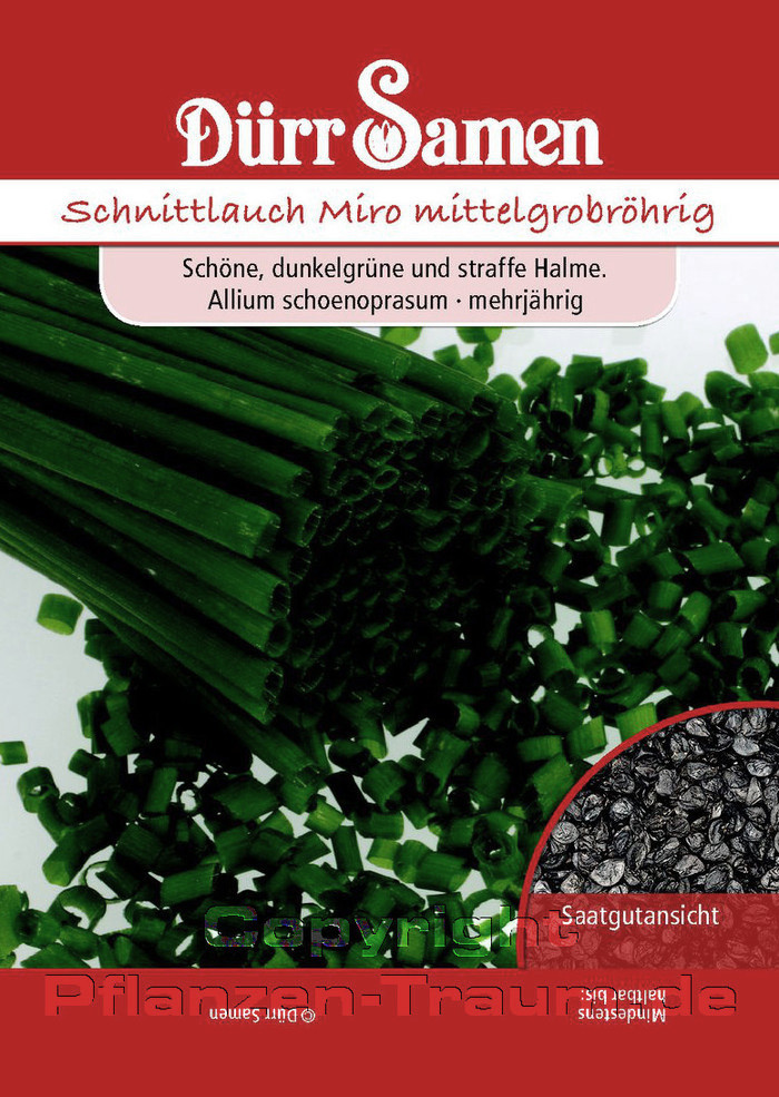 Schnittlauch Samen Miro mittelgrobröhrig, Allium schoenoprasum,