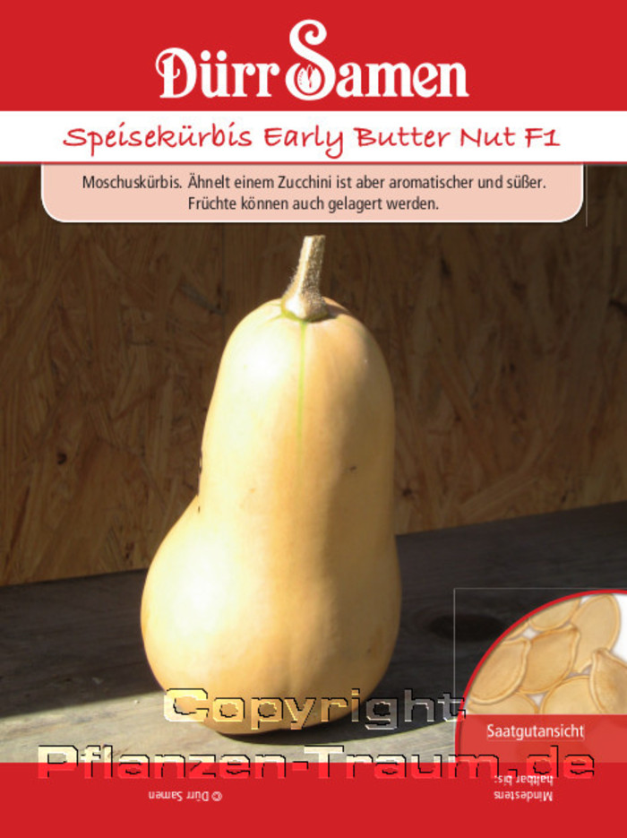Speisekürbis Early Butter Nut F1 Samen, Cucurbita moschata, Same