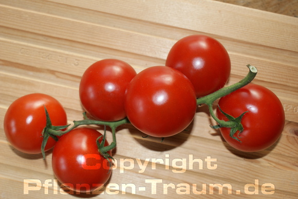 Tomaten Red Cherry Coctailtomate Jungpflanze Lycopersicum