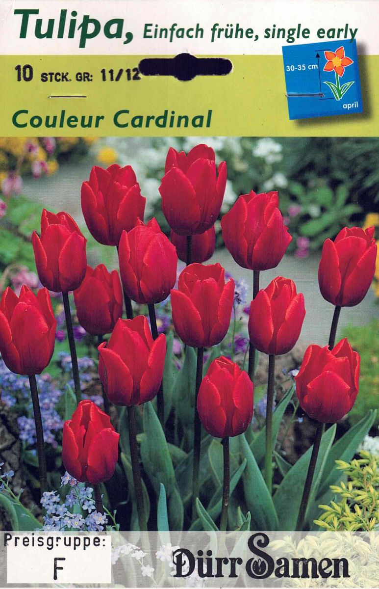 10 Tulpenzwiebeln, Couleur Cardinal, einfache frühe Triumph Tulp