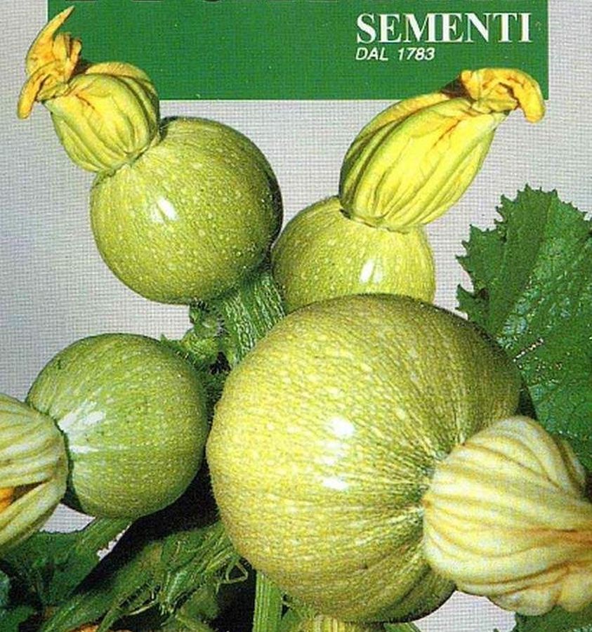 Zucchino Tondo Chiaro di Nizza, Samen, klassische runde Zucchini