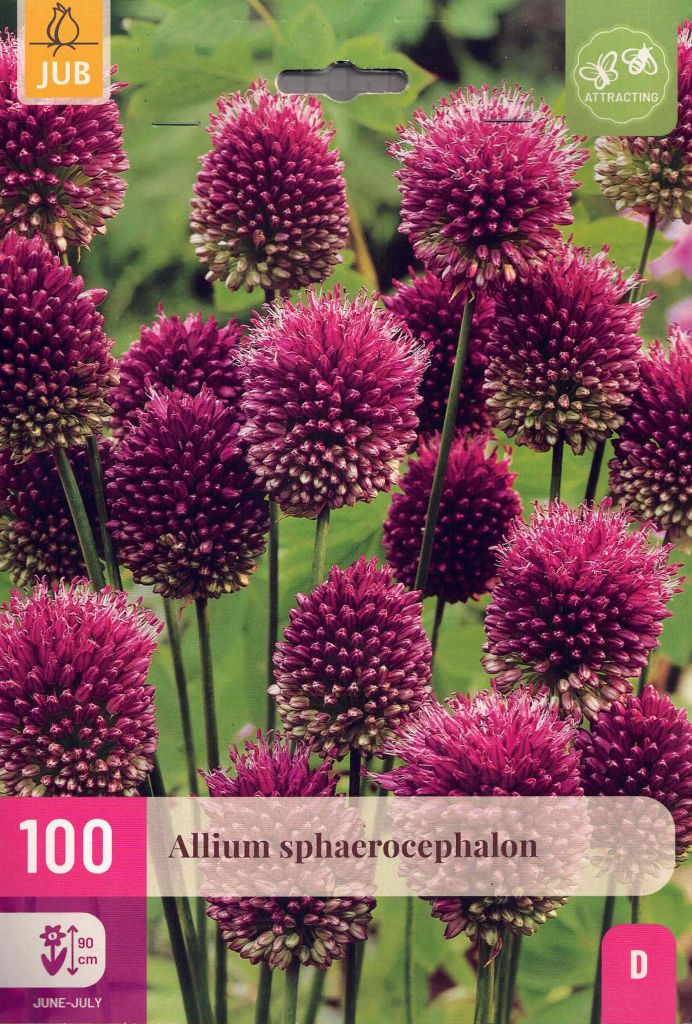 100 Blumenzwiebeln Allium sphaerocephalon, violetter Kugellauch,  Zierlauch