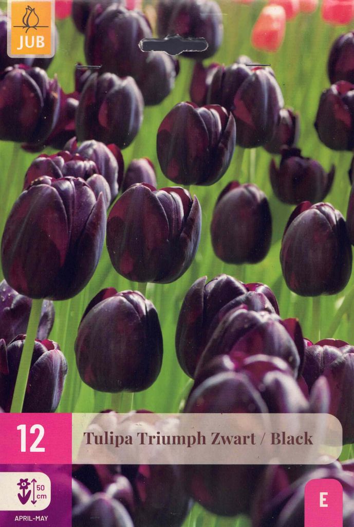 12 Triumph Tulpen, schwarz black, Blumenzwiebeln, Größe 11/12