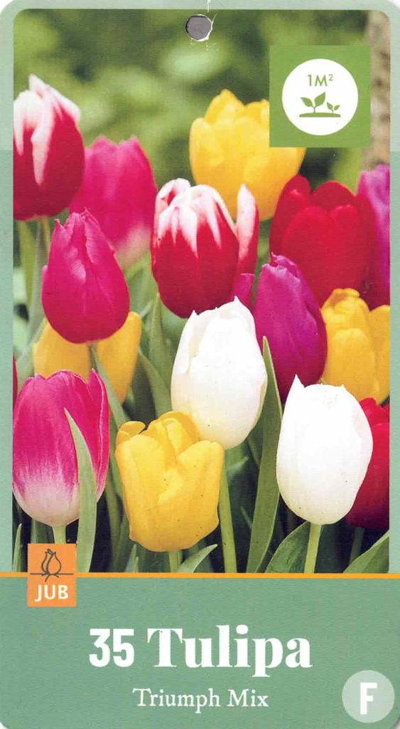 35 Triumph Tulpen, Blumenzwiebel, Mischung, Grösse 11/12