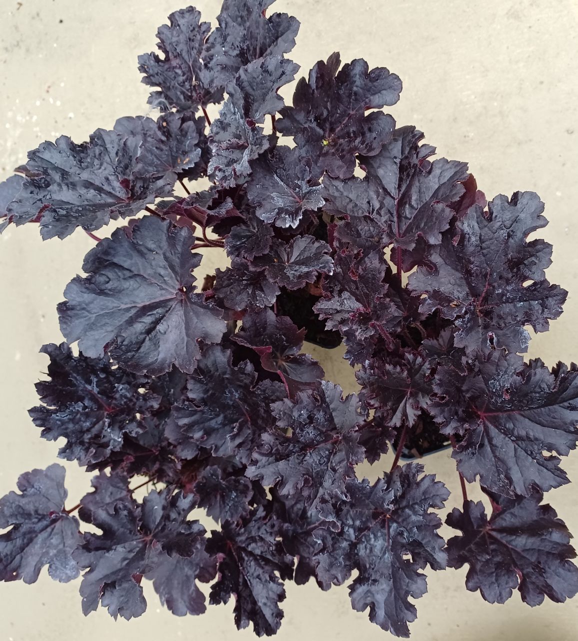 Heuchera villosa Timeless Night - Purpurglänzende Blattschönheit für schattige Gärten