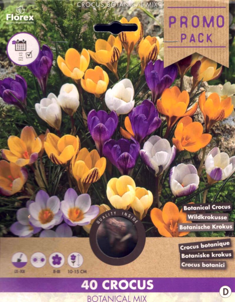 Vorteilspackung: 40× Botanische Krokusse – Krokus Blumenzwiebeln Mischung
