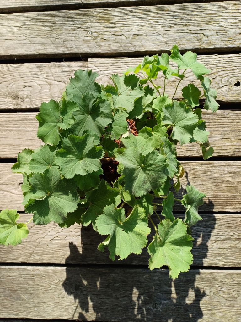 Weicher Frauenmantel – Alchemilla mollis – 4 kräftige Staudenpflanzen
