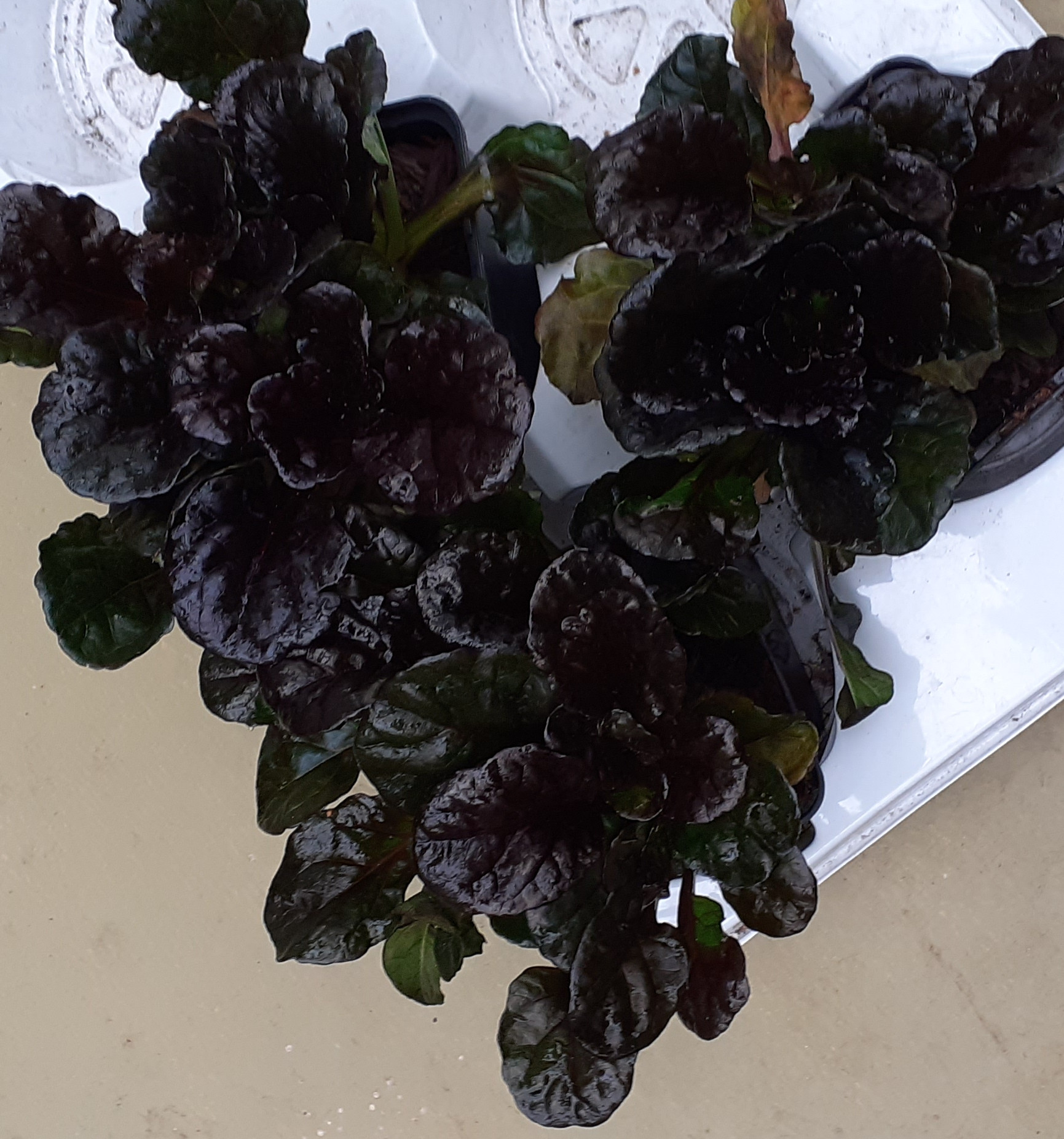 Kriechender Günsel 'Black Scallop' – Ajuga reptans – 3 Pflanzen im Set Kriechender Günsel 'Black Scallop' – Ajuga reptans – 3 Pflanzen im Set