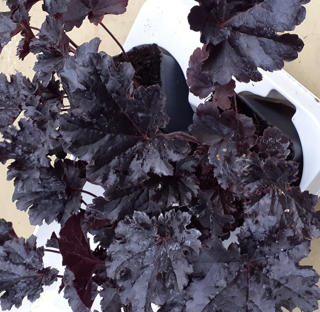 Heuchera villosa Timeless Night - Purpurglänzende Blattschönheit für schattige Gärten