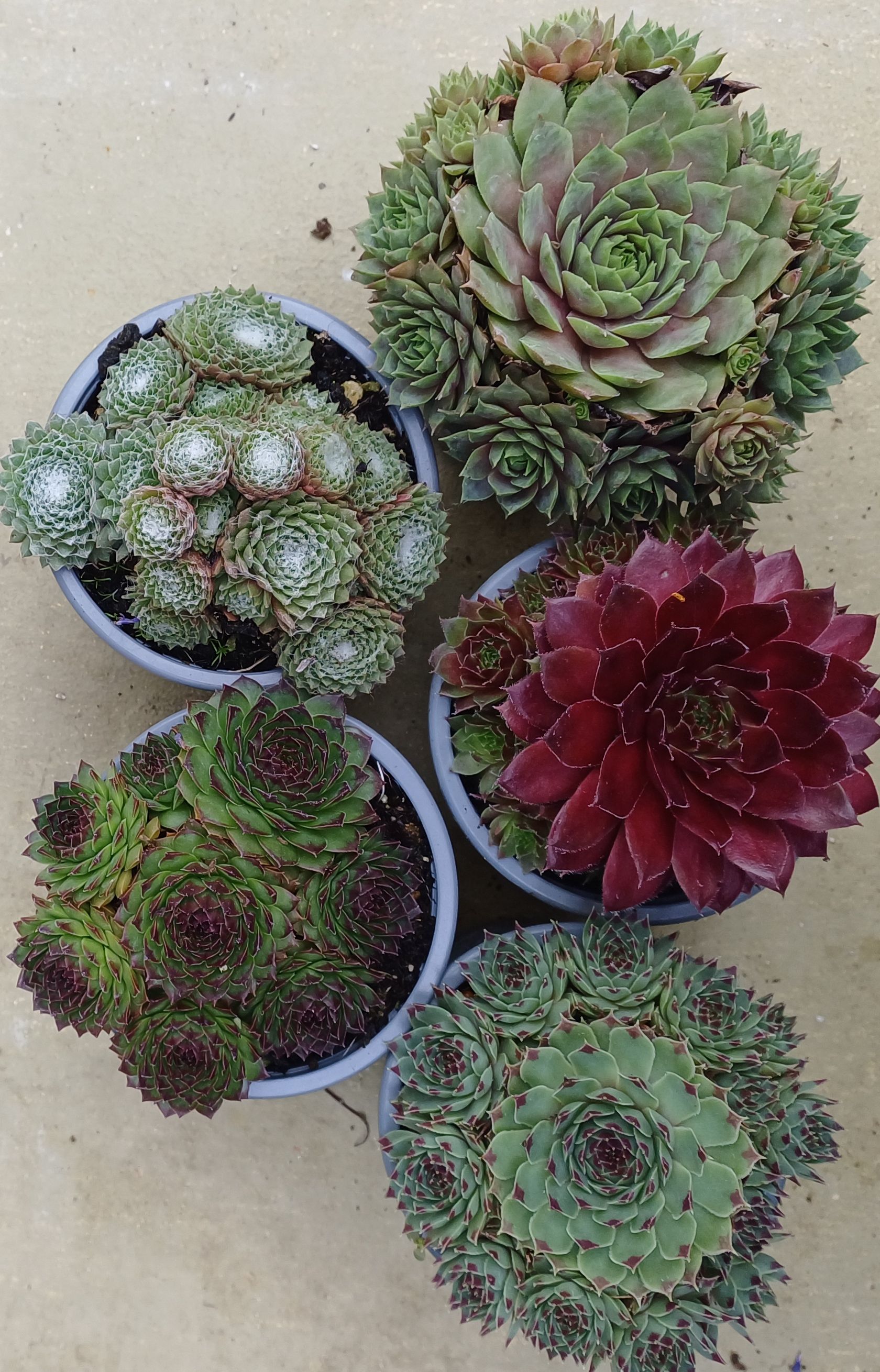 Sempervivum – 5er Mix | Hauswurz im Set  Robust. Pflegeleicht. Vielfältig.