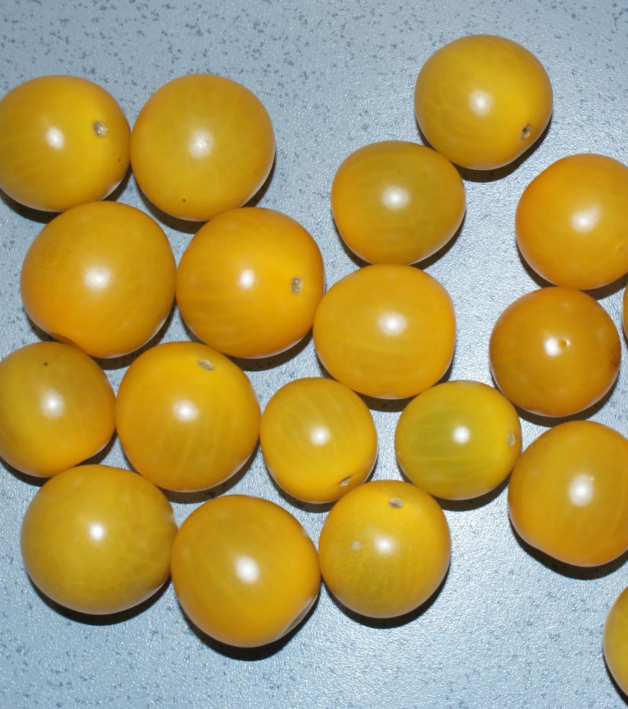 Tomate Ciliegia Gialla Kirschtomate Pflanze