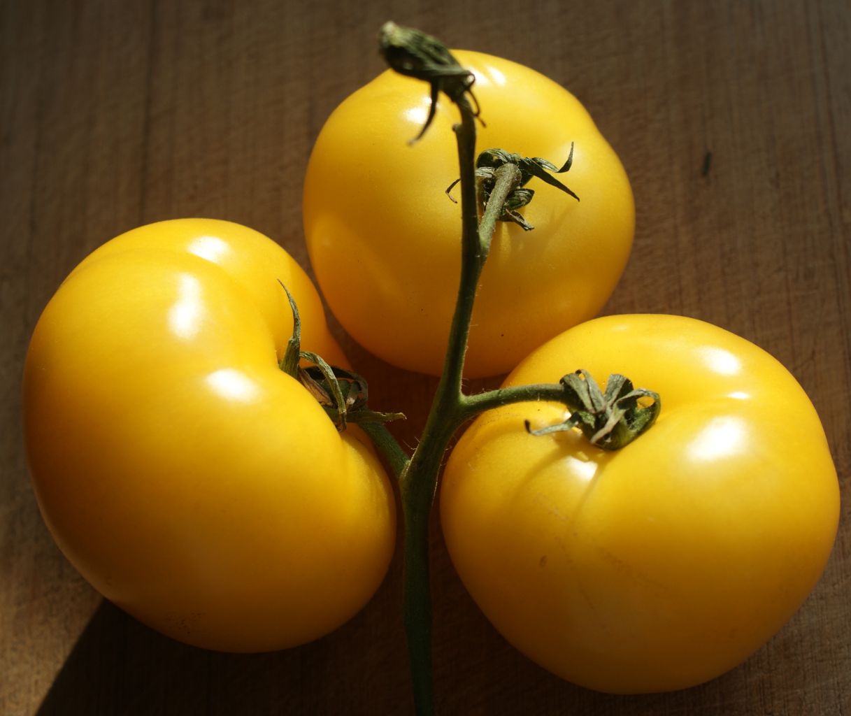 Tomate, Fleischtomate Brandywine Yellow Jungpflanze