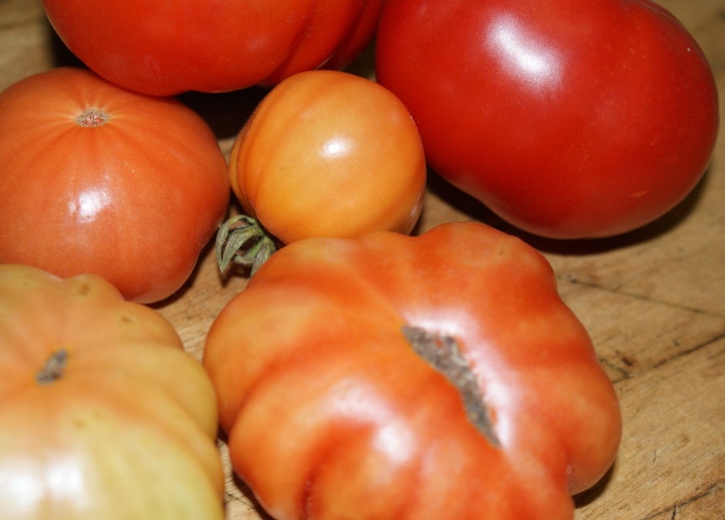 Tomate, Fleischtomate Costoluto Fiorentino Jungpflanze