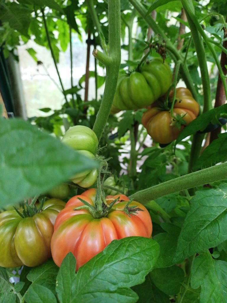 Tomate, Fleischtomate Costoluto Fiorentino Jungpflanze