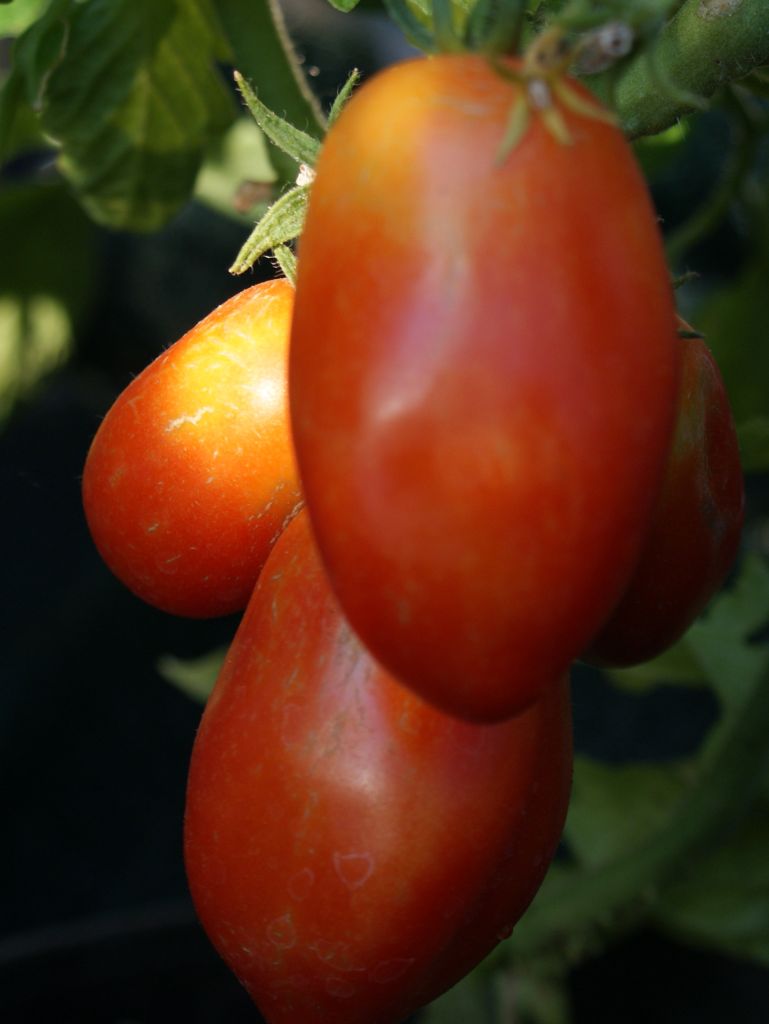 Tomate San Marzano 2 Flaschentomate, Pflanze