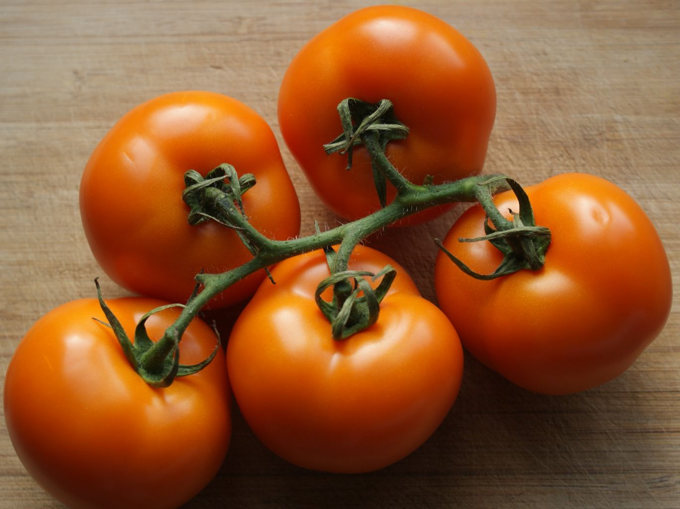 Tomaten  Arancia Jungpflanze Lycopersicum l.
