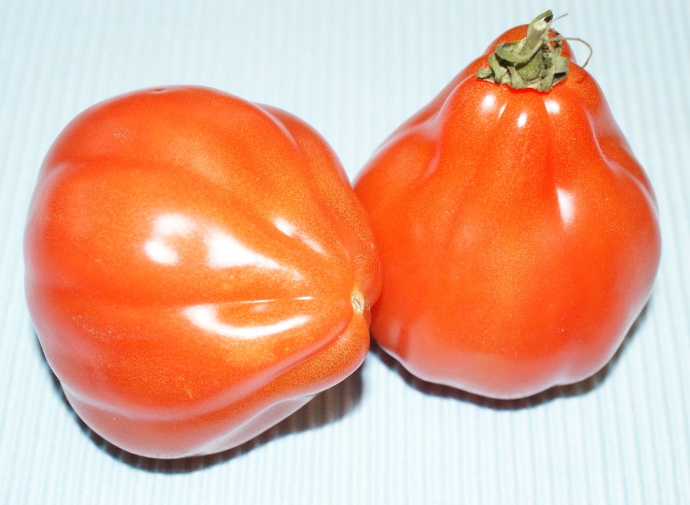 Tomaten Cour di Bue Fleischtomate Ochsenherz Jungpflanze, Pflanz