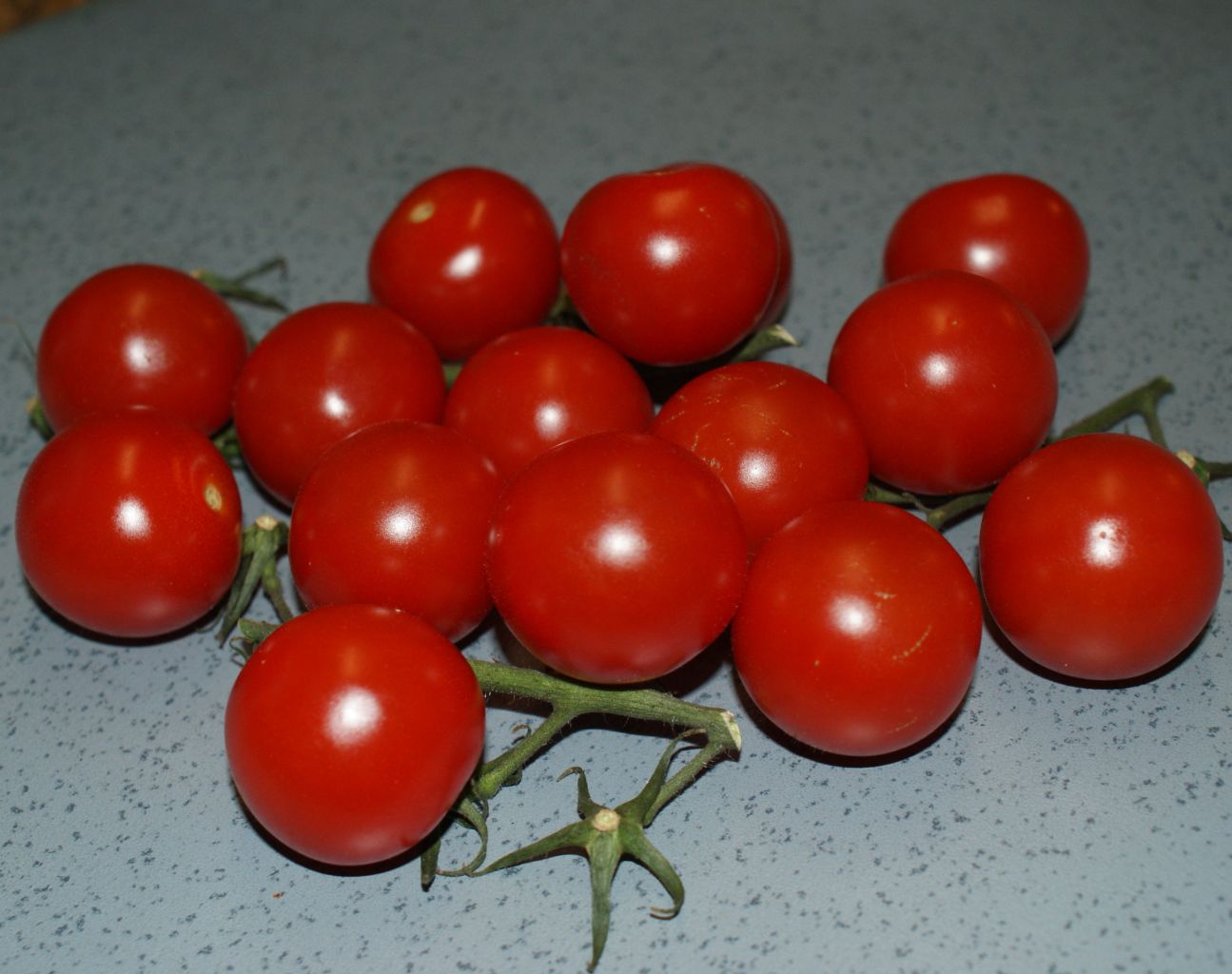 Tomaten Jungpflanze Tiny Tim Cherrytomate Lycopersicum l. Balkon