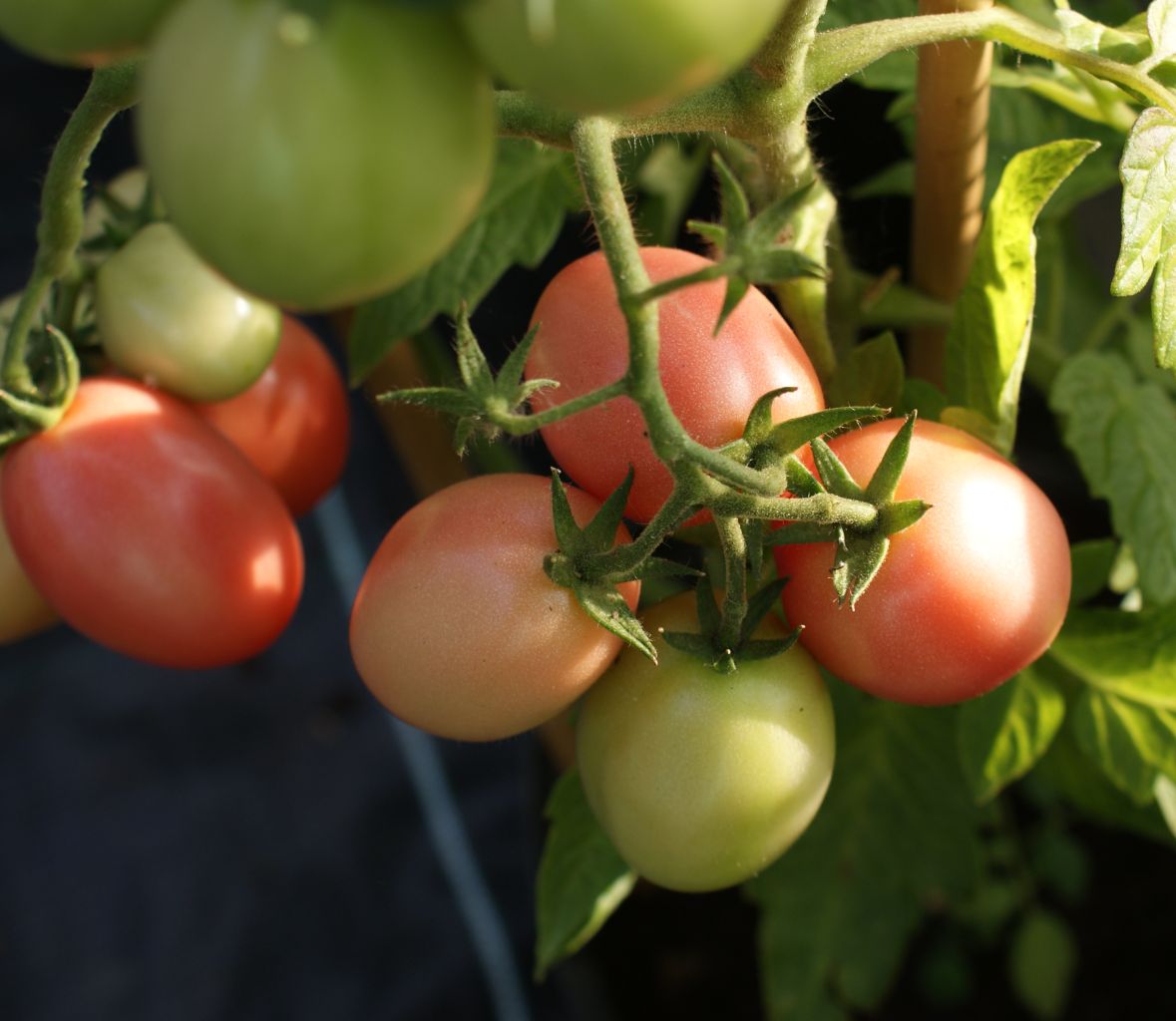 Tomatenpflanze Thai Pink Egg Stabtomate Lycopersicum l.