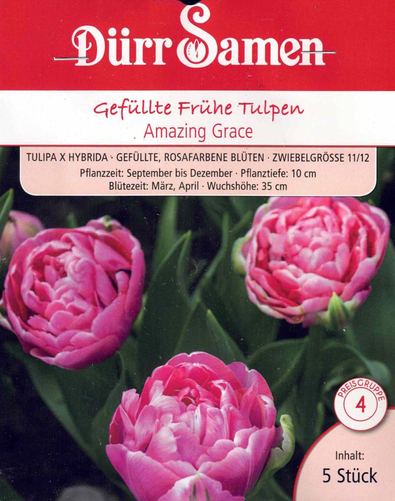Gefüllte Frühe Tulpe "Amazing Grace" fuchsia lavendel rosa Blumenzwiebeln Größe 11/12