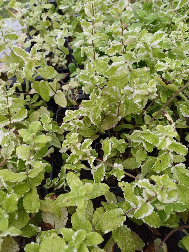 Ananasminze – Mentha suaveolens - Fruchtige Minze für Garten & Balkon - Ananas-Minze