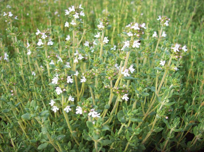 Küchenthymian Thymus vulgaris - erste Blüte