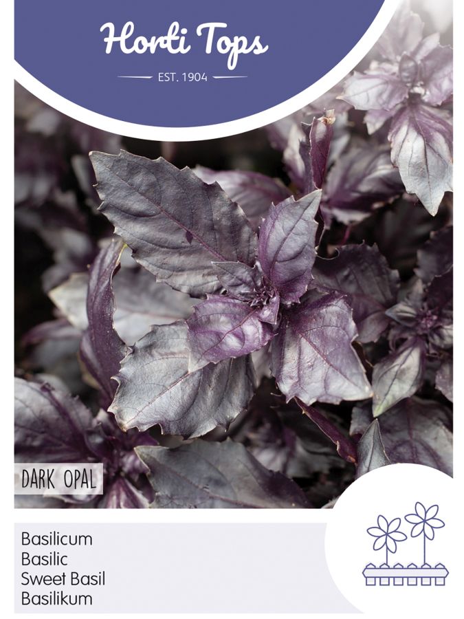 Basilikum Dark Opal, Sehr attraktive Pflanze mit violetten Blättern, Ocimum basilicum purpurascens, Samen Horti Tops