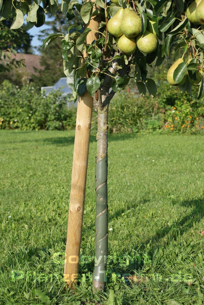Baumstammschutz, Kunststoff-Spiral-Baumschutz für Hirsche