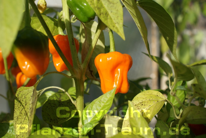 Chilisamen Big Jamaican Orange Habanero Capsicum chinense Schärf