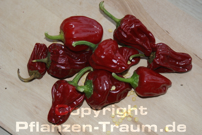Chilipflanze Big Jamaican Red Habanero Capsicum chinense Schärfe