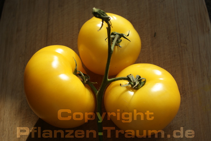 Tomaten Samen Brandywine yellow Fleischtomate Lycopersicum lycop